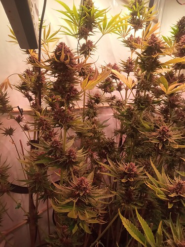 Growreport Bild 55