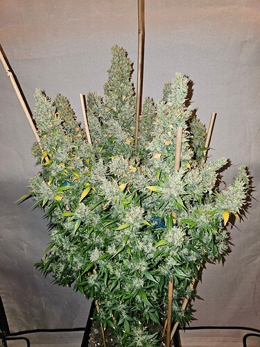 Growreport Bild 2