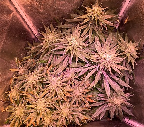 Growreport Bild 12