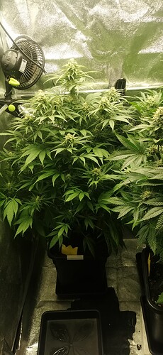 Growreport Bild 35