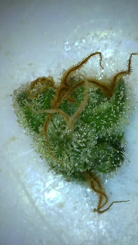 Growreport Bild 5