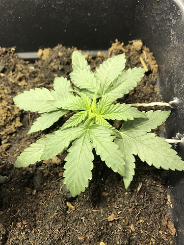 Growreport Bild 4