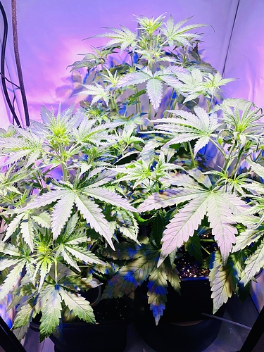 Growreport Bild 1