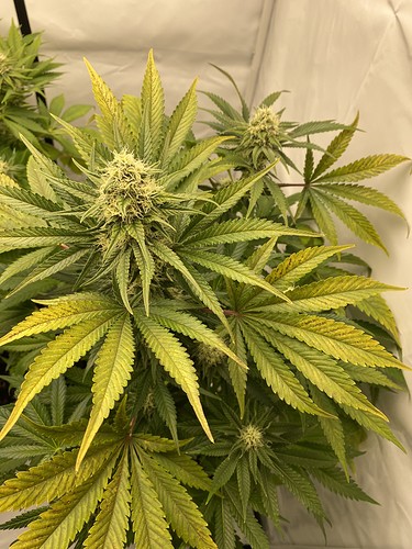 Growreport Bild 3