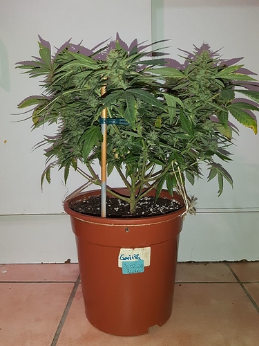 Growreport Bild 1