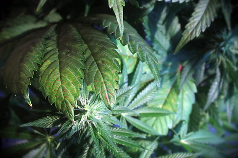 Growreport Bild 16