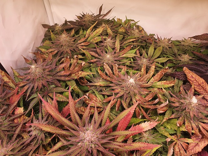Growreport Bild 7