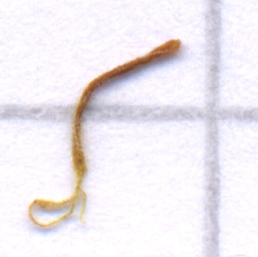 sez02