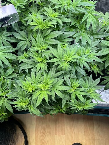Growreport Bild 3