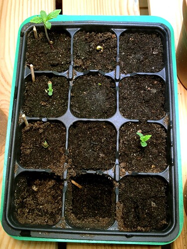 Growreport Bild 45