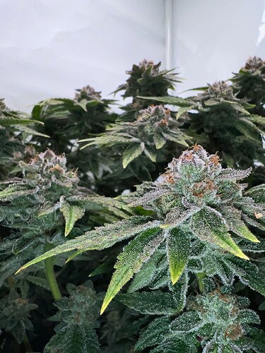 Growreport Bild 7