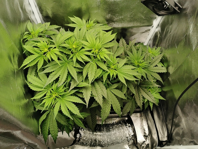 Growreport Bild 1
