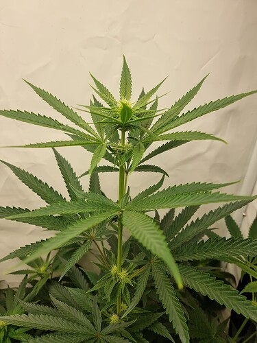 Growreport Bild 97