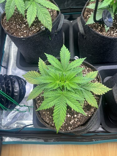 Growreport Bild 4