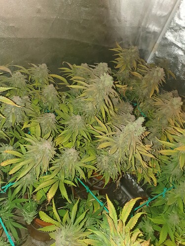 Growreport Bild 25