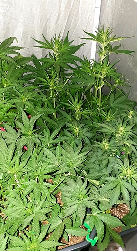 Growreport Bild 2