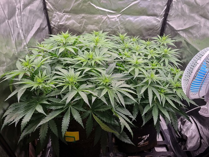 Growreport Bild 33