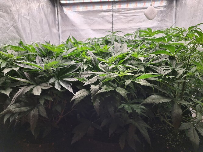 Growreport Bild 33