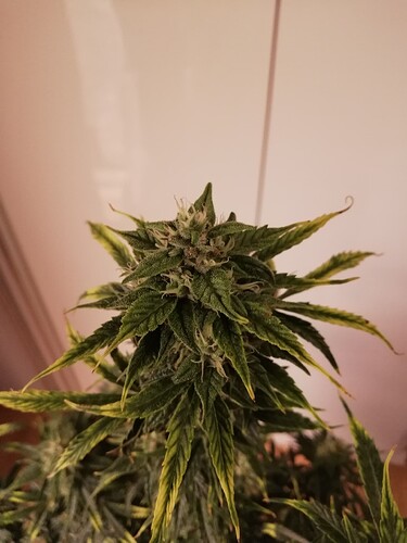 GG#1_231221-4