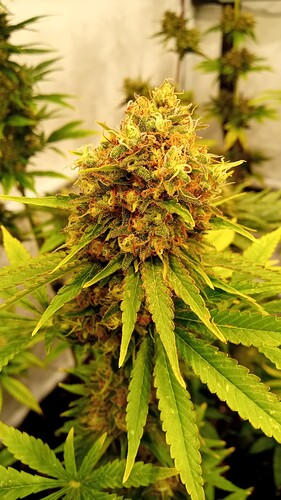 Growreport Bild 8