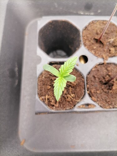 Growreport Bild 32