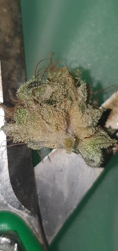 Growreport Bild 20