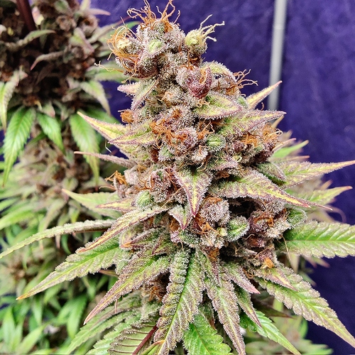 Growreport Bild 33