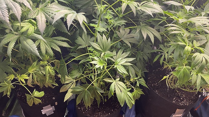 Growreport Bild 12