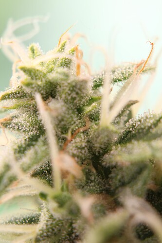 Growreport Bild 9