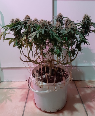 Growreport Bild 4