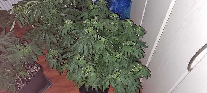 Growreport Bild 7