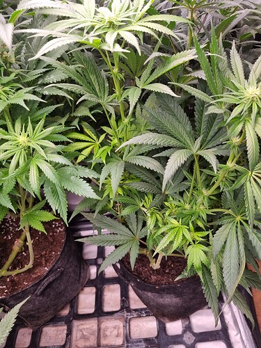 Growreport Bild 30