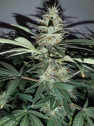 Growreport Bild 4