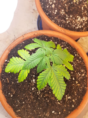 Growreport Bild 1
