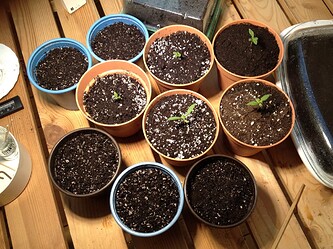 Growreport Bild 62