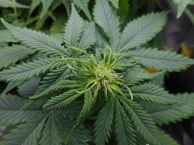 Growreport Bild 2