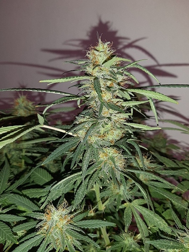 Growreport Bild 3