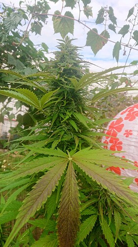 Growreport Bild 19