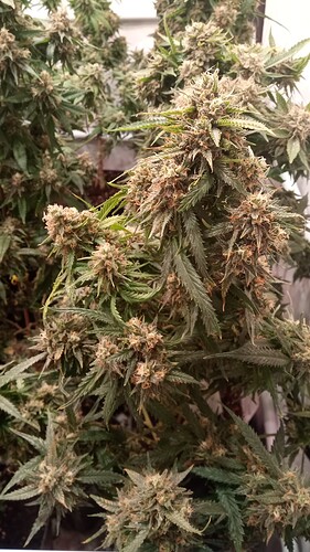 Growreport Bild 48