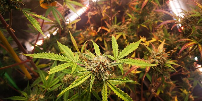 Growreport Bild 17