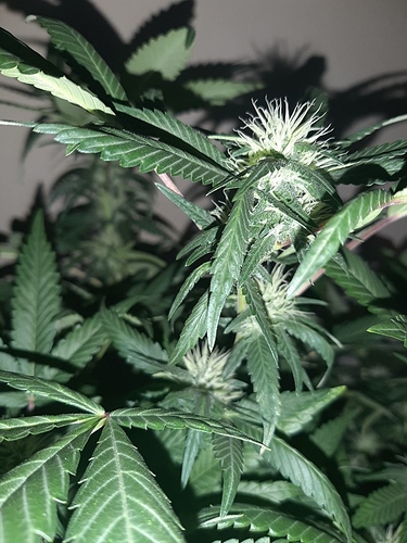 Growreport Bild 6