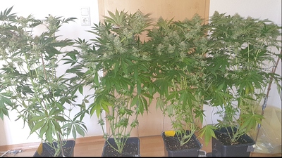 Growreport Bild 8