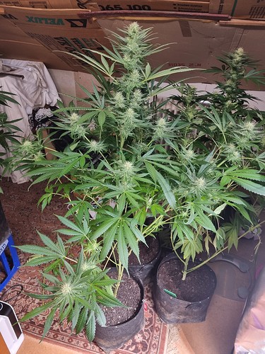 Growreport Bild 36