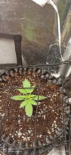 IMG-20231001-WA0017