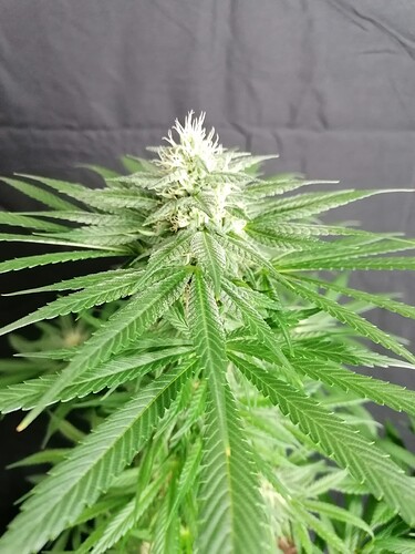 Growreport Bild 25