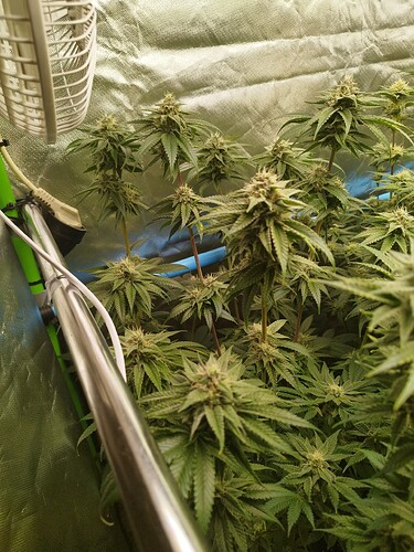 Growreport Bild 5