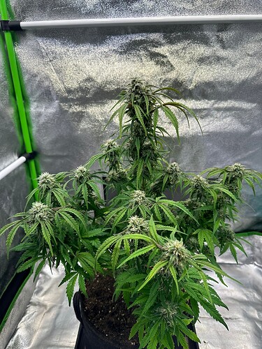 Growreport Bild 5