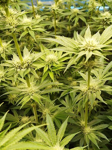 Growreport Bild 14