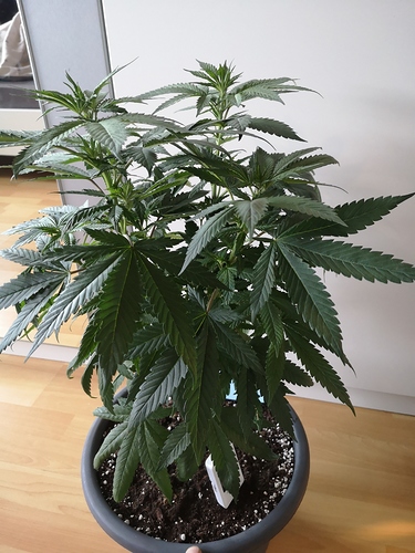 Growreport Bild 8