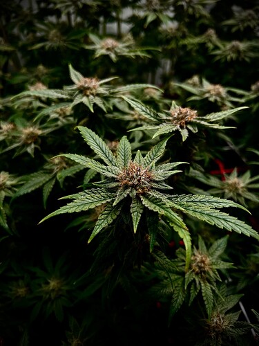 Growreport Bild 16